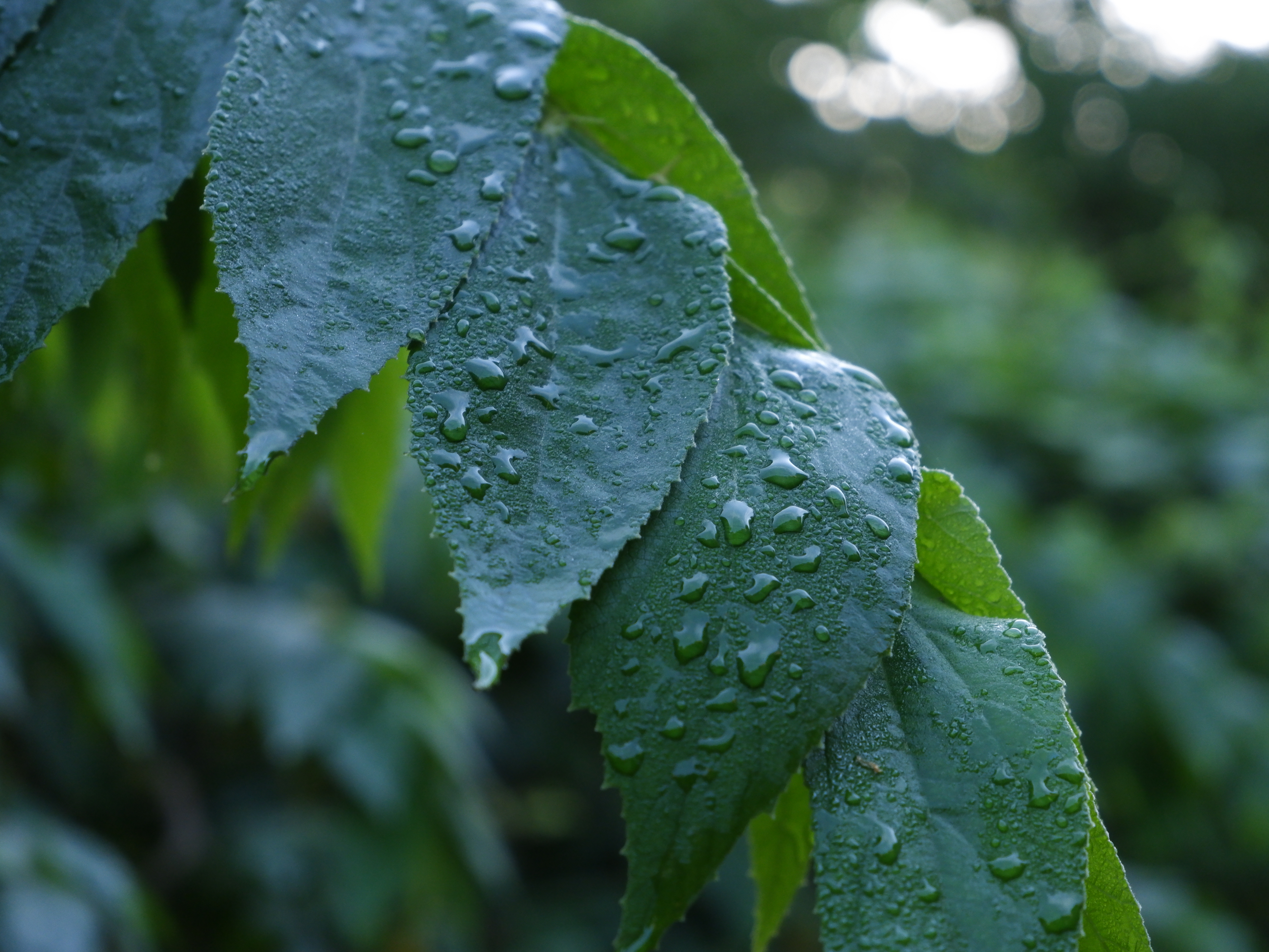 Many of the plants lining the road had dew drops clinking to the leaves.