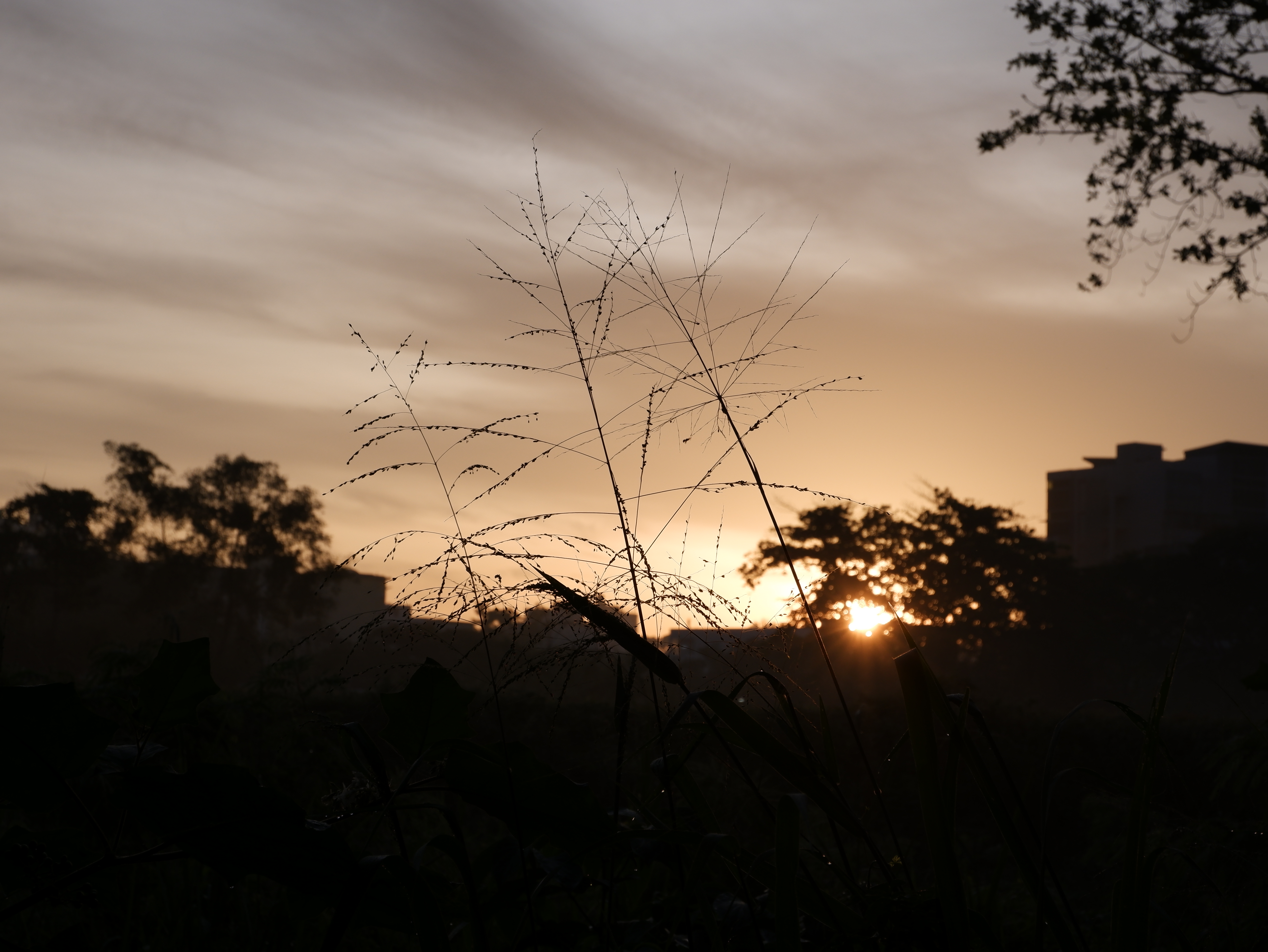 This plant looked really cool against the sunrise.