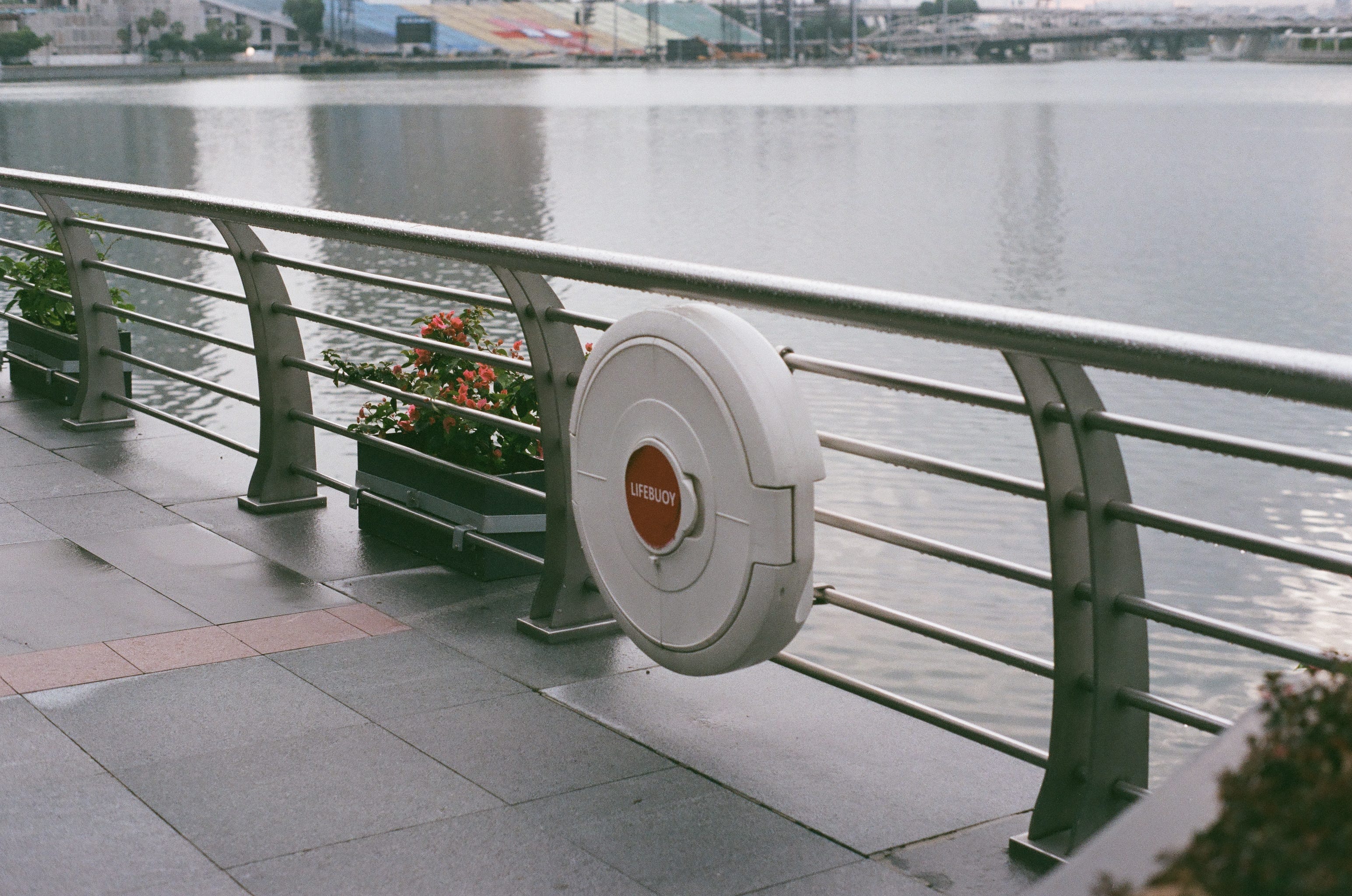 Flowers on the potted plants bloom more abundantly on a gray, cloudy day in 2021.
