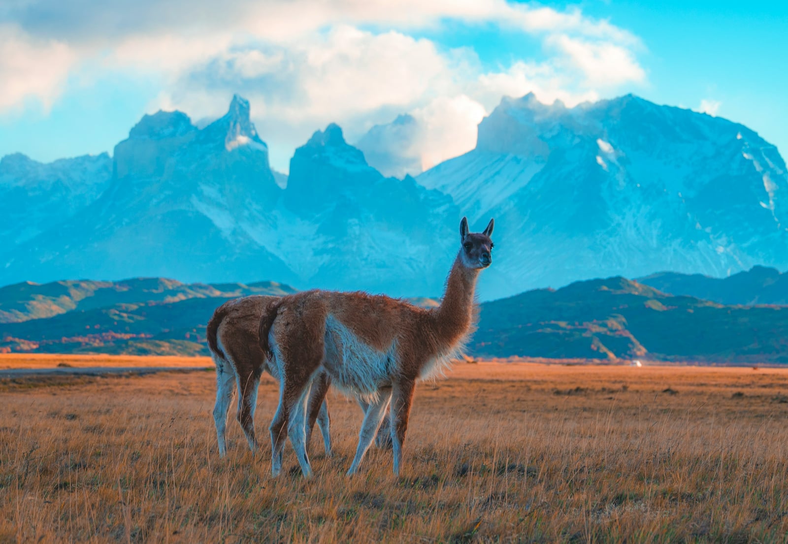 A guanaco standing in golden grass in front of rugged mountains.