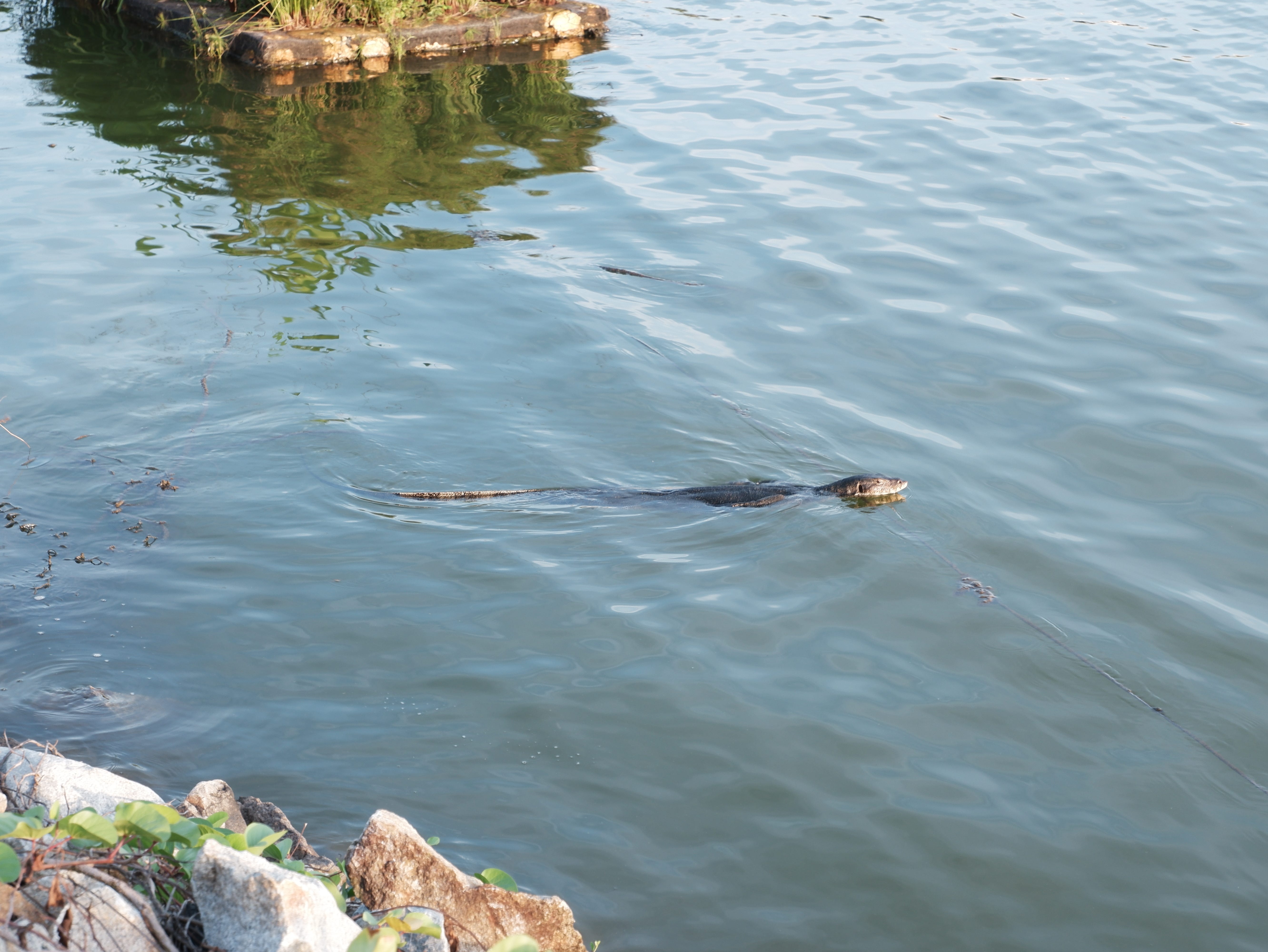 A monitor lizard swims lazily among the plant life.