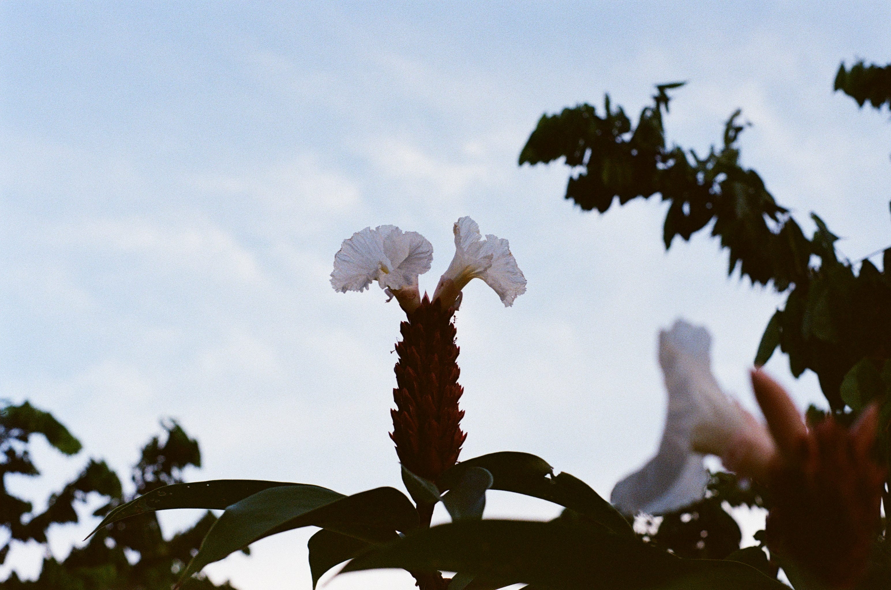 A crepe ginger flower blooms amongst the bushes at the entrance to the Ulu Pandan Park Connector.