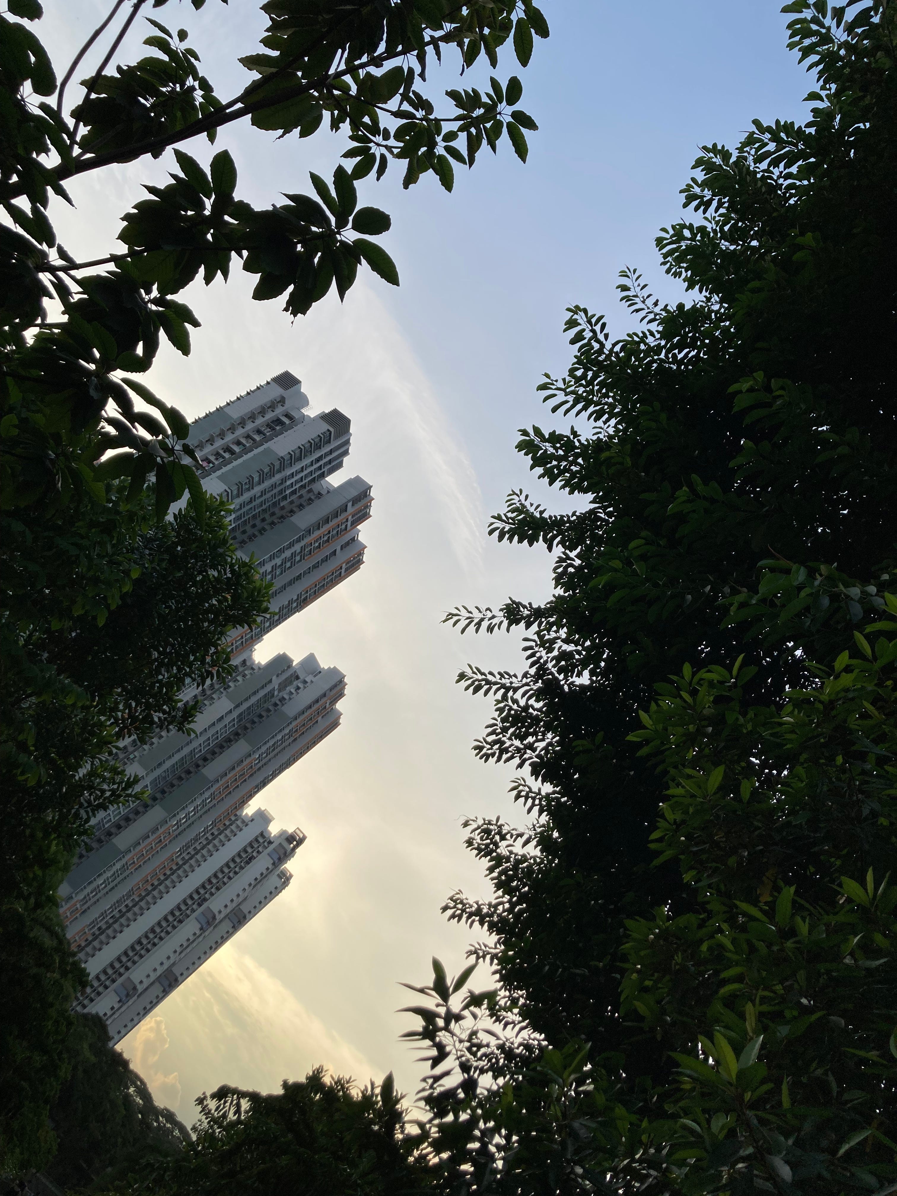 Foliage almost forms a tunnel over the entrance to the park connector. The setting sun glows behind the buildings of the Ghim Moh Estate.