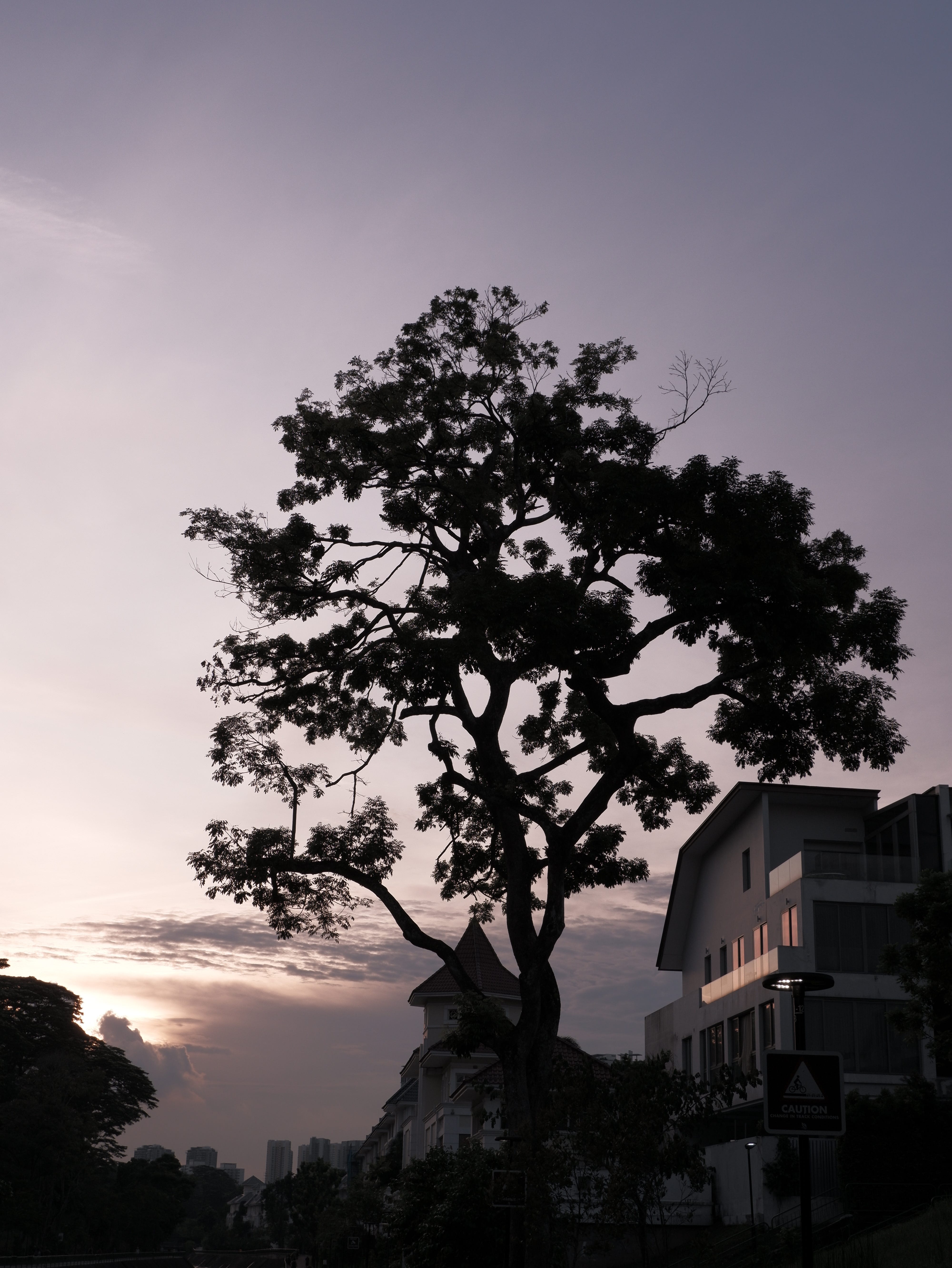 A tree spreads out its branches lavishly against the evening sky.