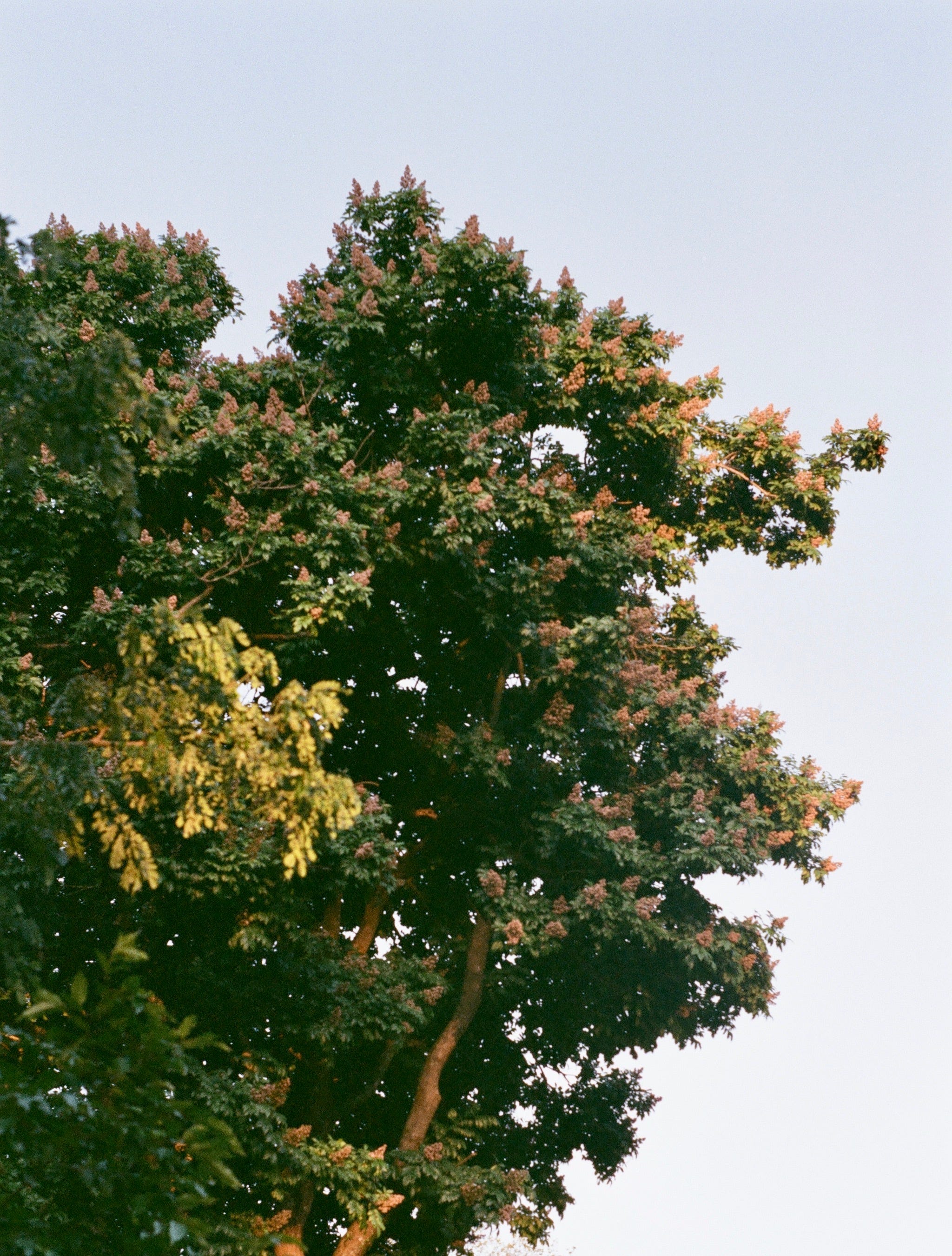 Flowers bloom on a tree in the park connector.