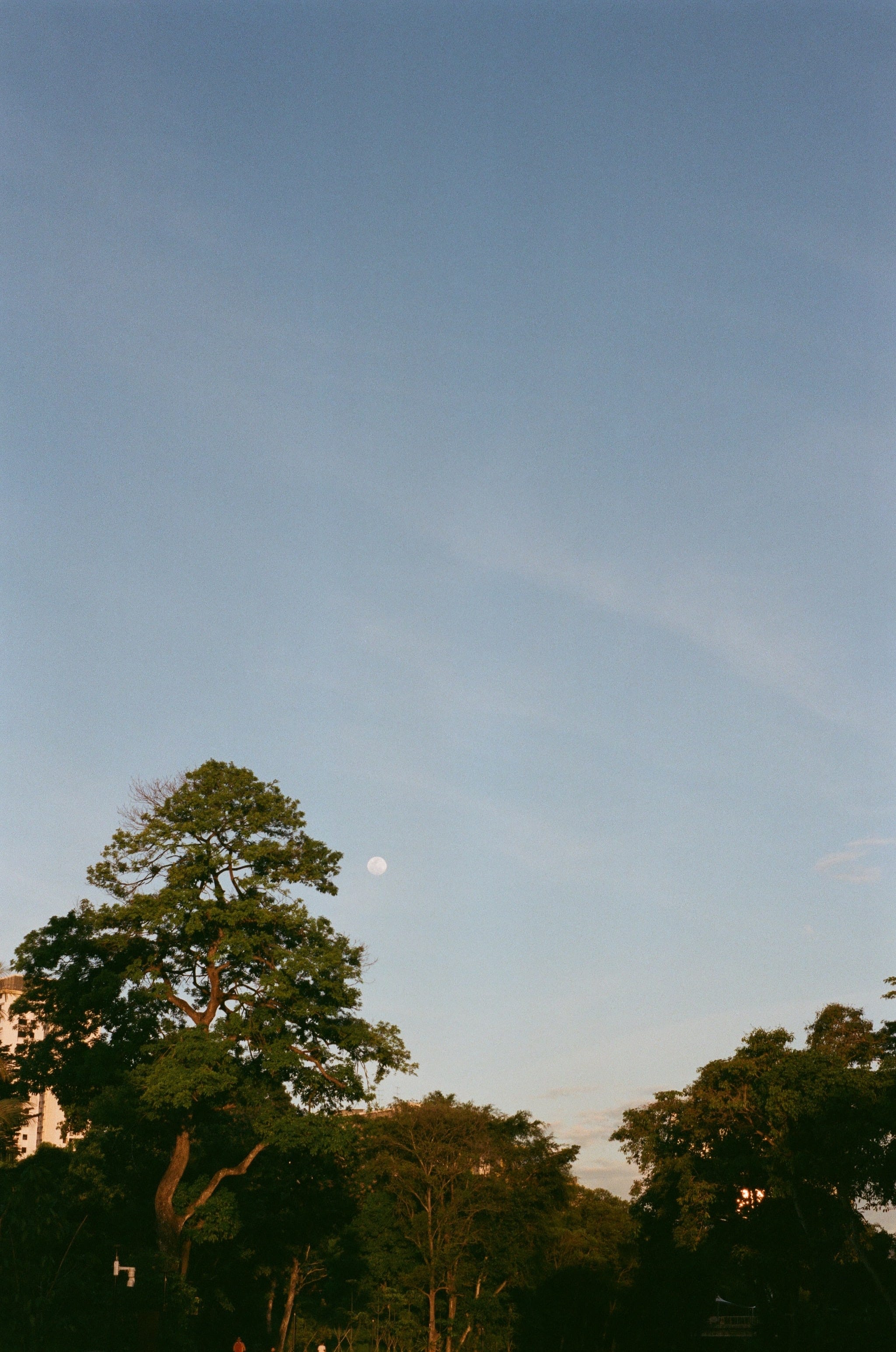 The moon rises behind a tree on the eastern horizon.